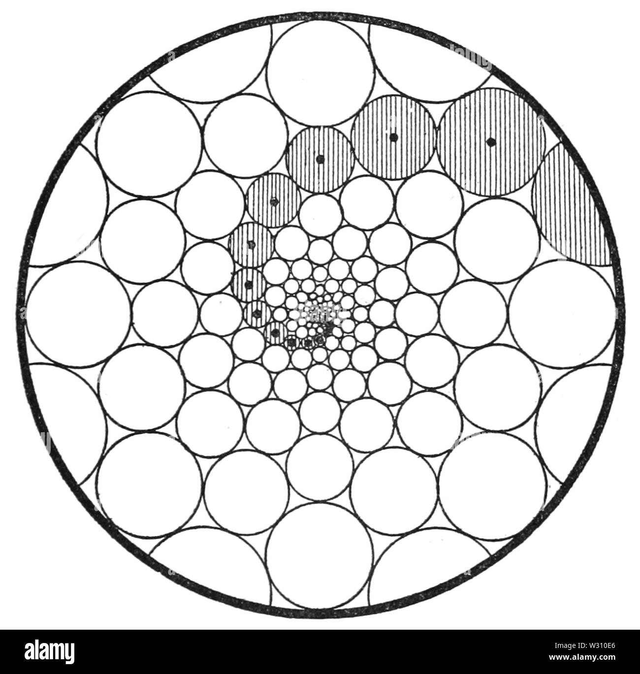 PSM V79 D 459 logarithmischen Spirale in Blüte Wachstum Konfiguration Stockfoto
