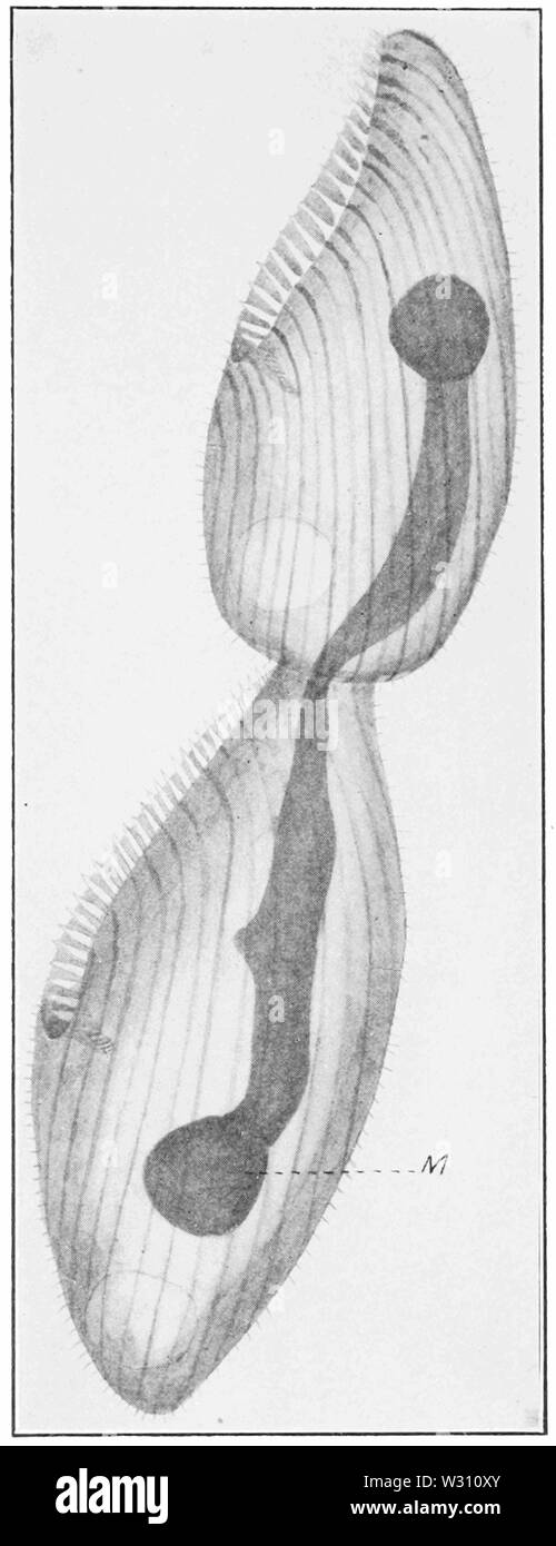 PSM V79 D 573 Protozoen Zelle Stockfoto