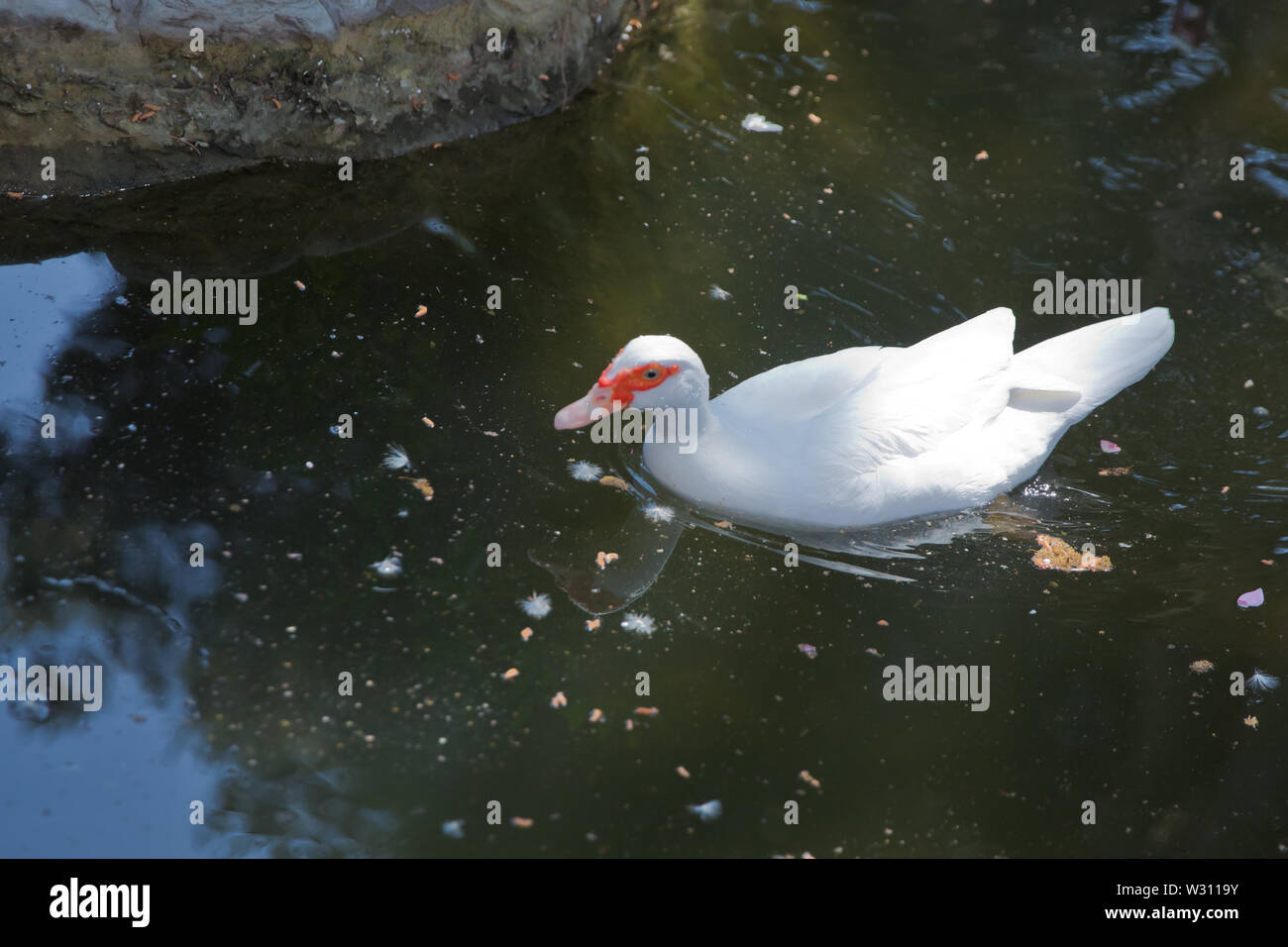 Sein Kopf ist eine weiße Ente. Eine mute Ente cairina moschata ruht auf einem Felsen in der Mitte des Teiches mit seinem Küken. Muscovy Duck, Cairina moschata, EIN Stockfoto