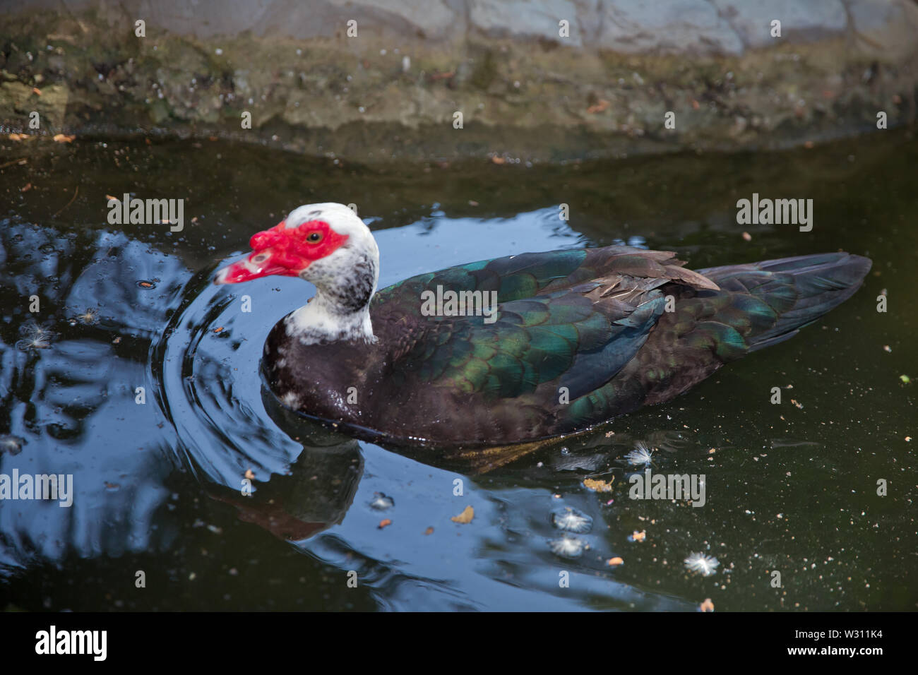 Sein Kopf ist eine weiße Ente. Eine mute Ente cairina moschata ruht auf einem Felsen in der Mitte des Teiches mit seinem Küken. Muscovy Duck, Cairina moschata, EIN Stockfoto