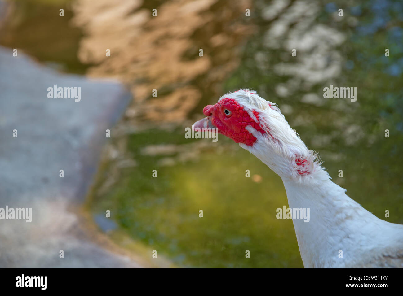 Sein Kopf ist eine weiße Ente. Eine mute Ente cairina moschata ruht auf einem Felsen in der Mitte des Teiches mit seinem Küken. Muscovy Duck, Cairina moschata, EIN Stockfoto
