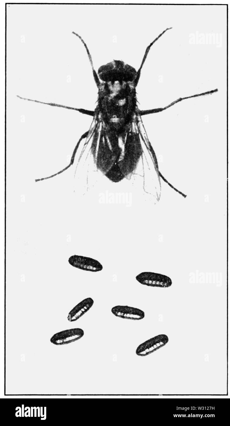 PSM V81 D046 "gemeinsamen Haus oder typhus Fliegen Stockfoto