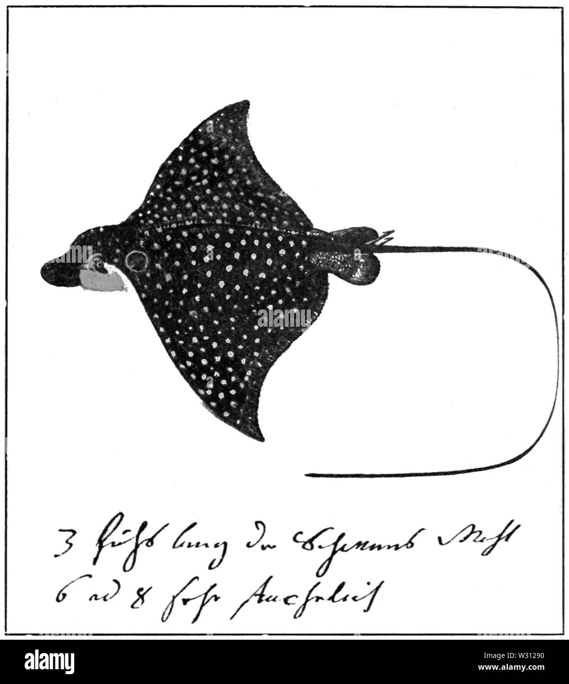 PSM V81 D 273 Aquarellmalerei von Narinari Stockfoto