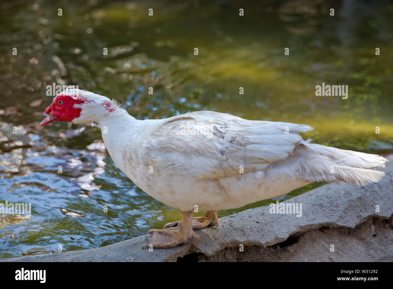 Sein Kopf ist eine weiße Ente. Eine mute Ente cairina moschata ruht auf einem Felsen in der Mitte des Teiches mit seinem Küken. Muscovy Duck, Cairina moschata, EIN Stockfoto