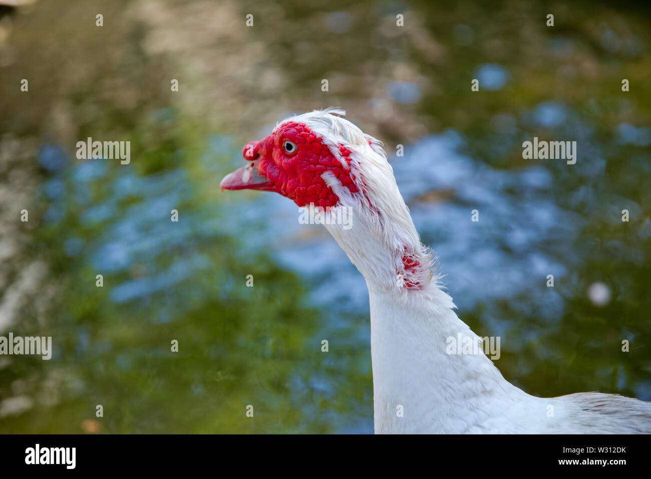 Sein Kopf ist eine weiße Ente. Eine mute Ente cairina moschata ruht auf einem Felsen in der Mitte des Teiches mit seinem Küken. Muscovy Duck, Cairina moschata, EIN Stockfoto