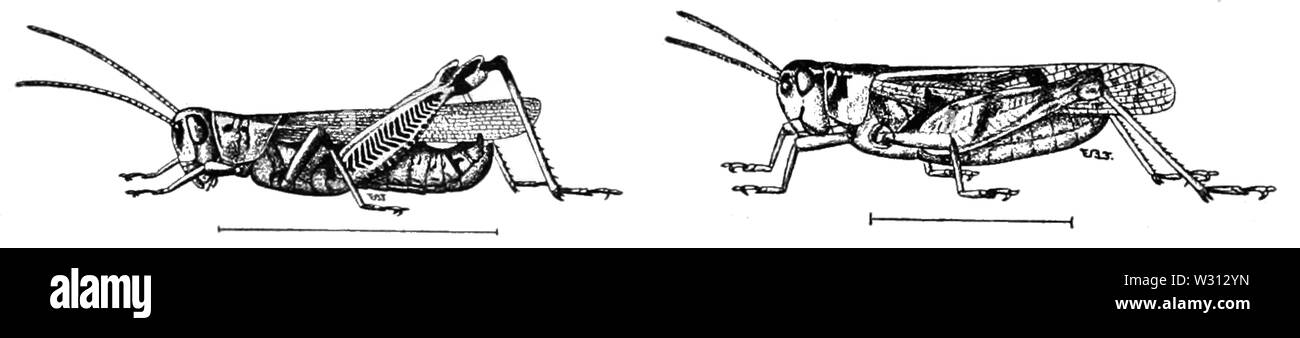PSM V81 D 472 Zona pellucida und die Red legged Heuschrecken oder Heuschrecken Stockfoto