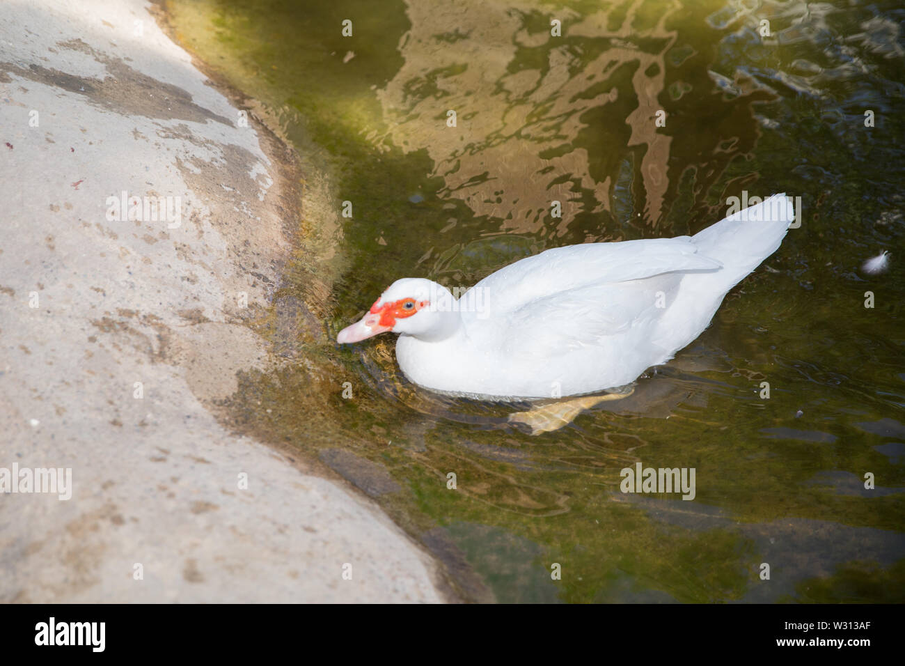 Sein Kopf ist eine weiße Ente. Eine mute Ente cairina moschata ruht auf einem Felsen in der Mitte des Teiches mit seinem Küken. Muscovy Duck, Cairina moschata, EIN Stockfoto