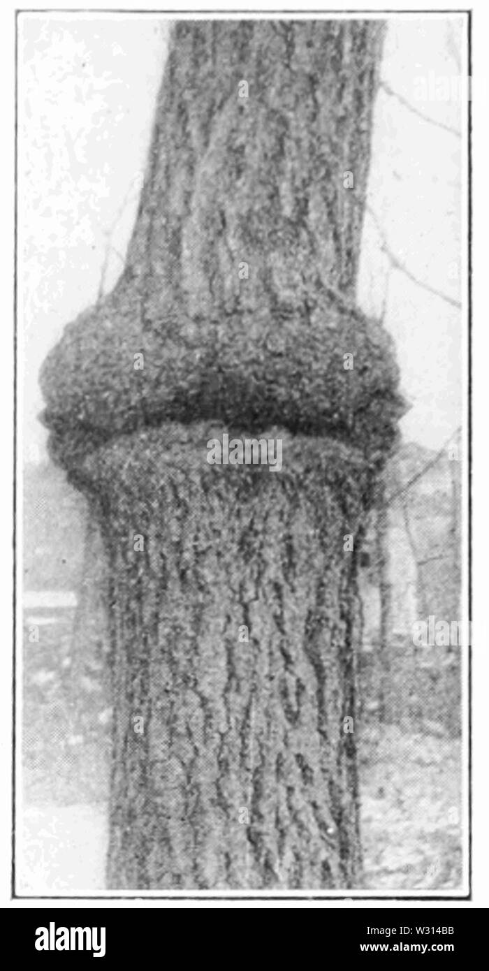 PSM V83 D243 zeigen Wachstum des Gewebes auf Straße auf einem Baum gesetzt Stockfoto