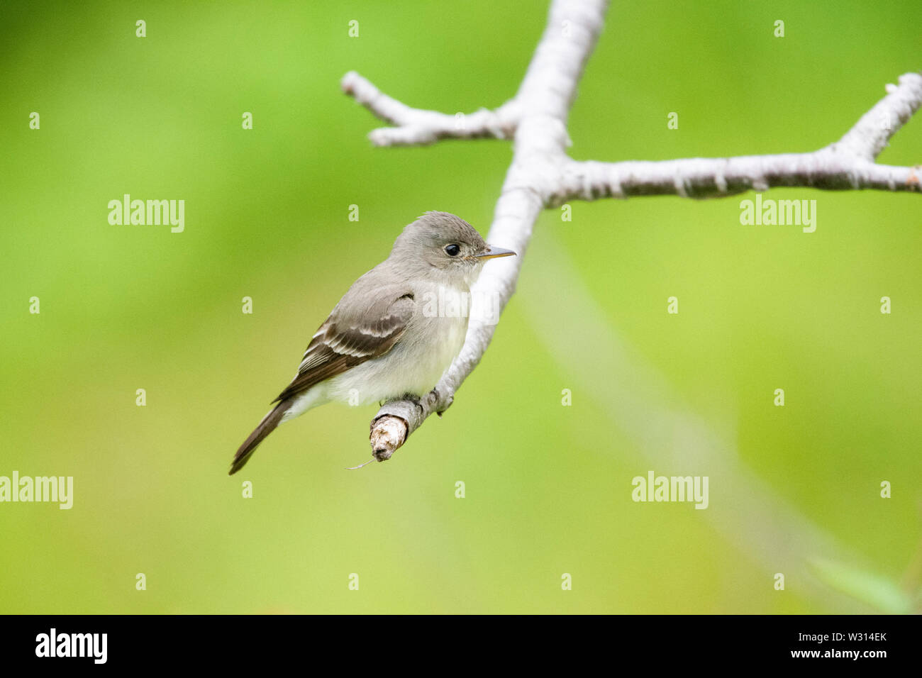 Östlichen Holz - pewee, Contopus virens, auf Zweig gehockt, Nova Scotia, Kanada Stockfoto