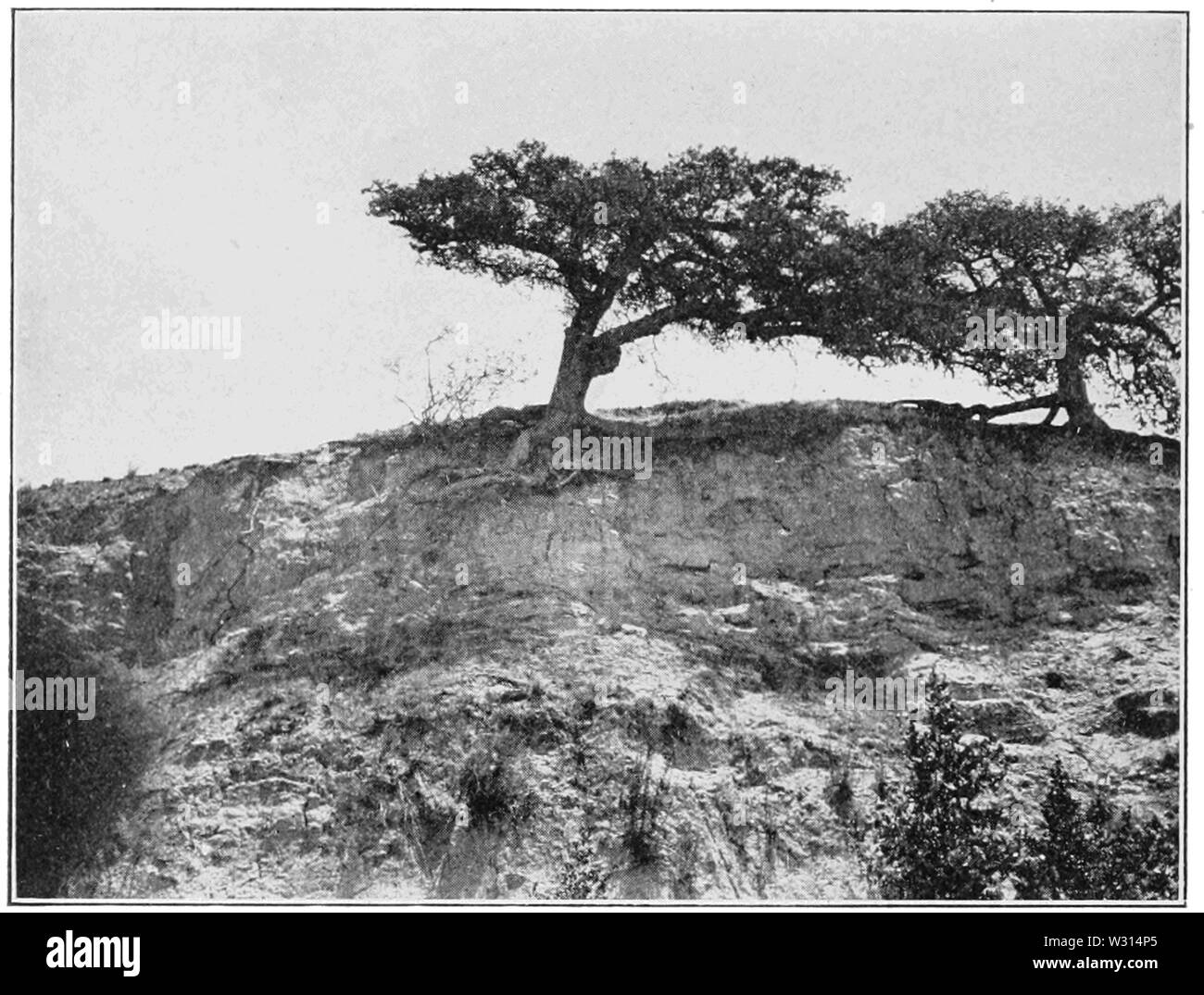 PSM V85 D426 Quercus maculata auf einem dürren Hügel in der Nähe von San Miguel Stockfoto