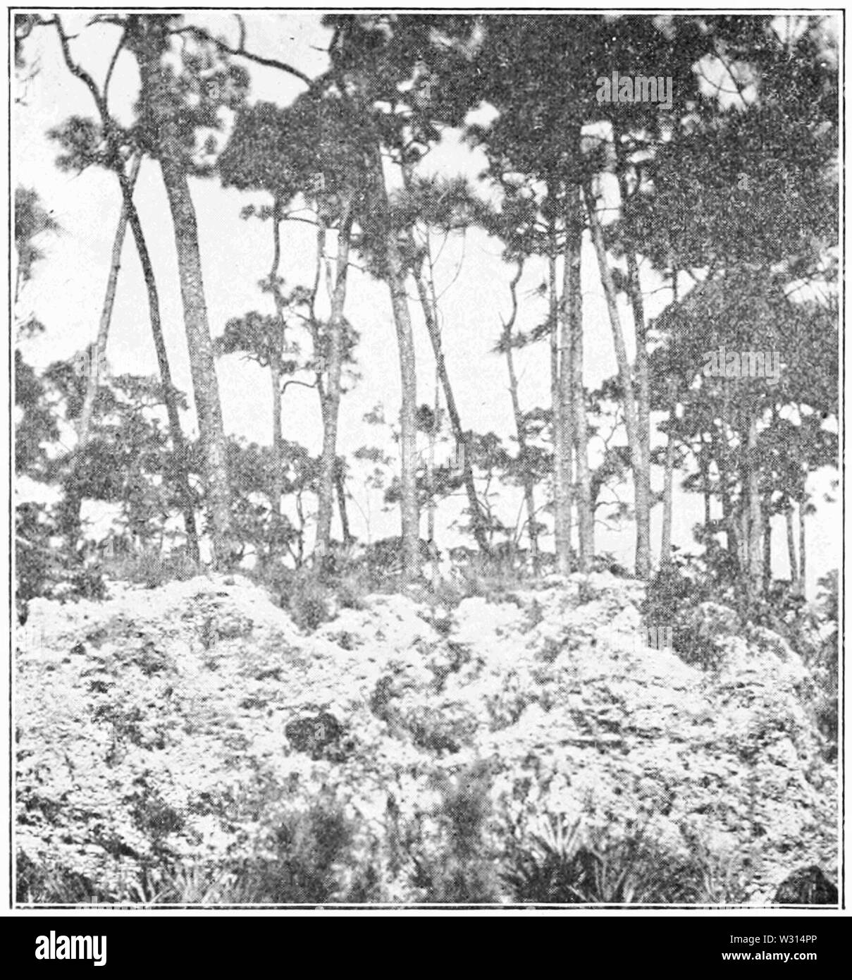 PSM V85 D 364 Reine stand von Pinus elliottii mit dichtem Unterholz in Florida Stockfoto