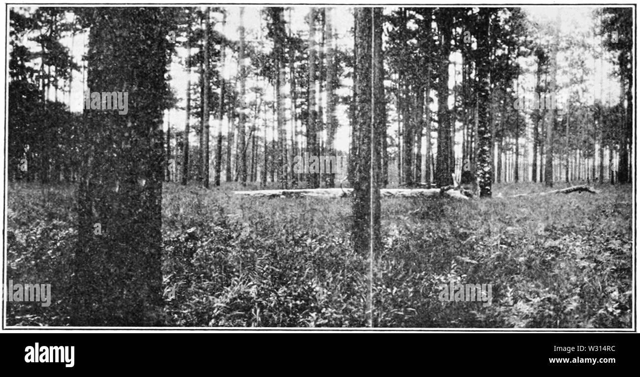 PSM V85 D 357 Urwald von langen Blatt Kiefer in Georgien Stockfoto