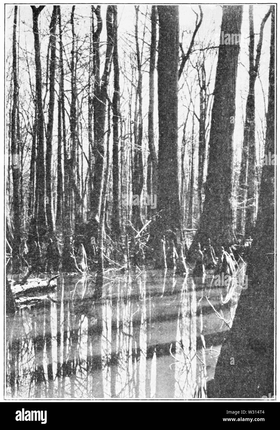 PSM V85 D355 Zypresse mit Knien in einem Nebenfluß Sumpf in Alabama Stockfoto