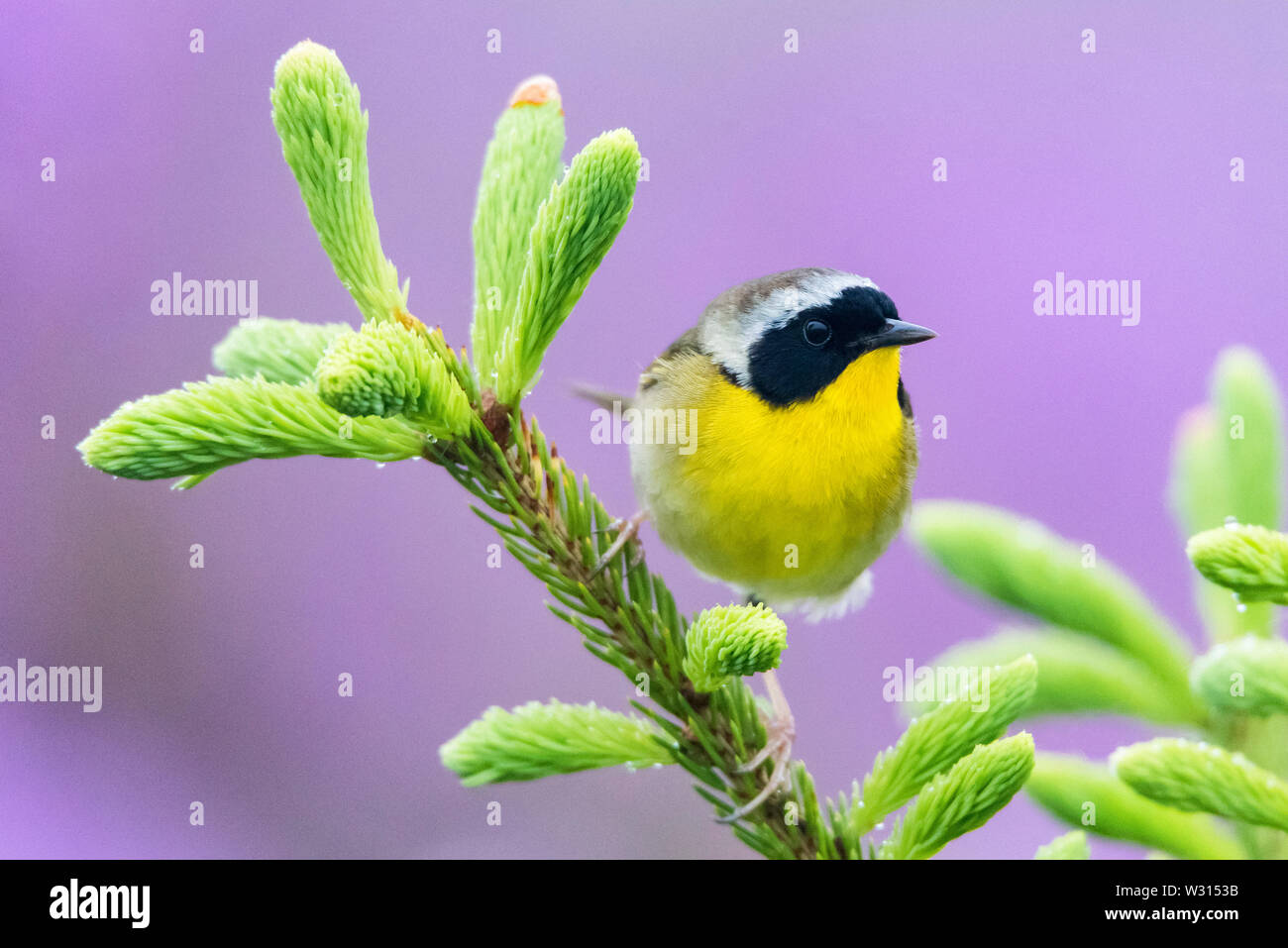 Gemeinsame yellowthroat, Geothlypis trichas, männlich, bei Evergreen mit Hintergrund der rosa-lila thront rhodora Blumen, Rhododendron canadense, Nova Scot Stockfoto