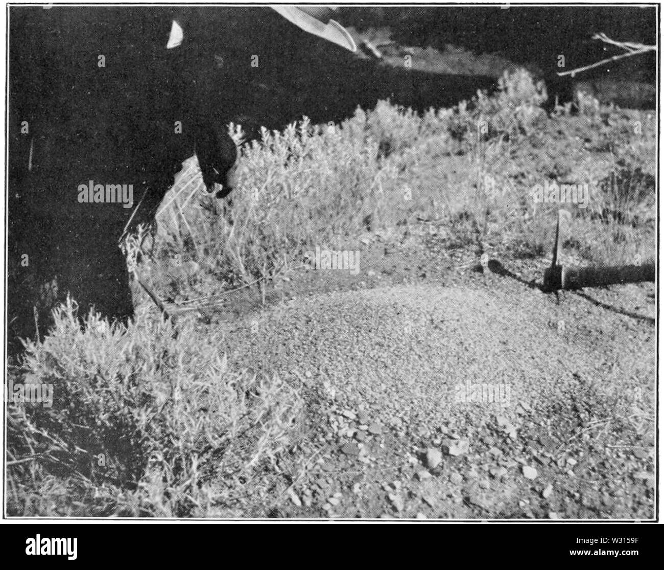 PSM V87 D 244 ein Fossil Lager Ant Hill Stockfoto