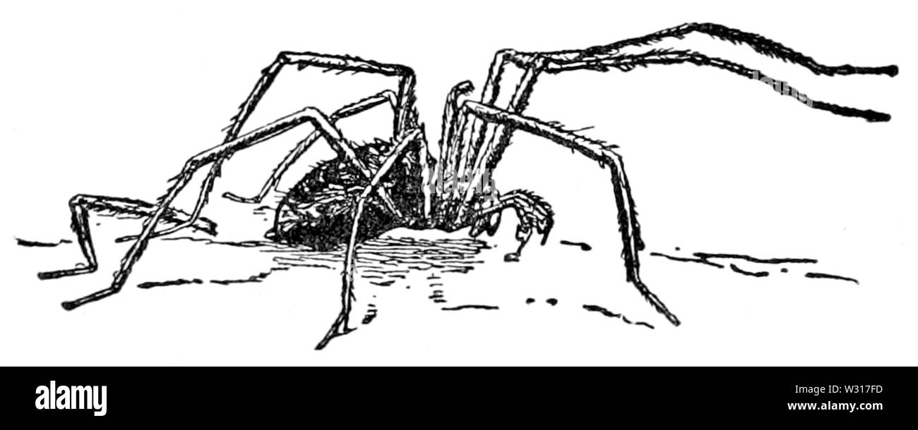 Seite 152 Abbildung in Englisch Märchen Stockfoto