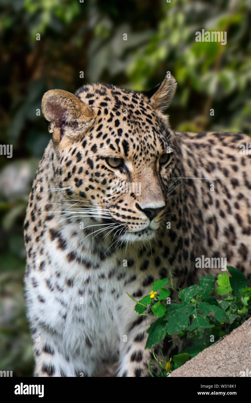 Persischer Leopard/Kaukasische Leopard (Panthera pardus tulliana/Panthera pardus saxicolor) Native in die Türkei, Kaukasus, Iran, Afghanistan und Asien Stockfoto
