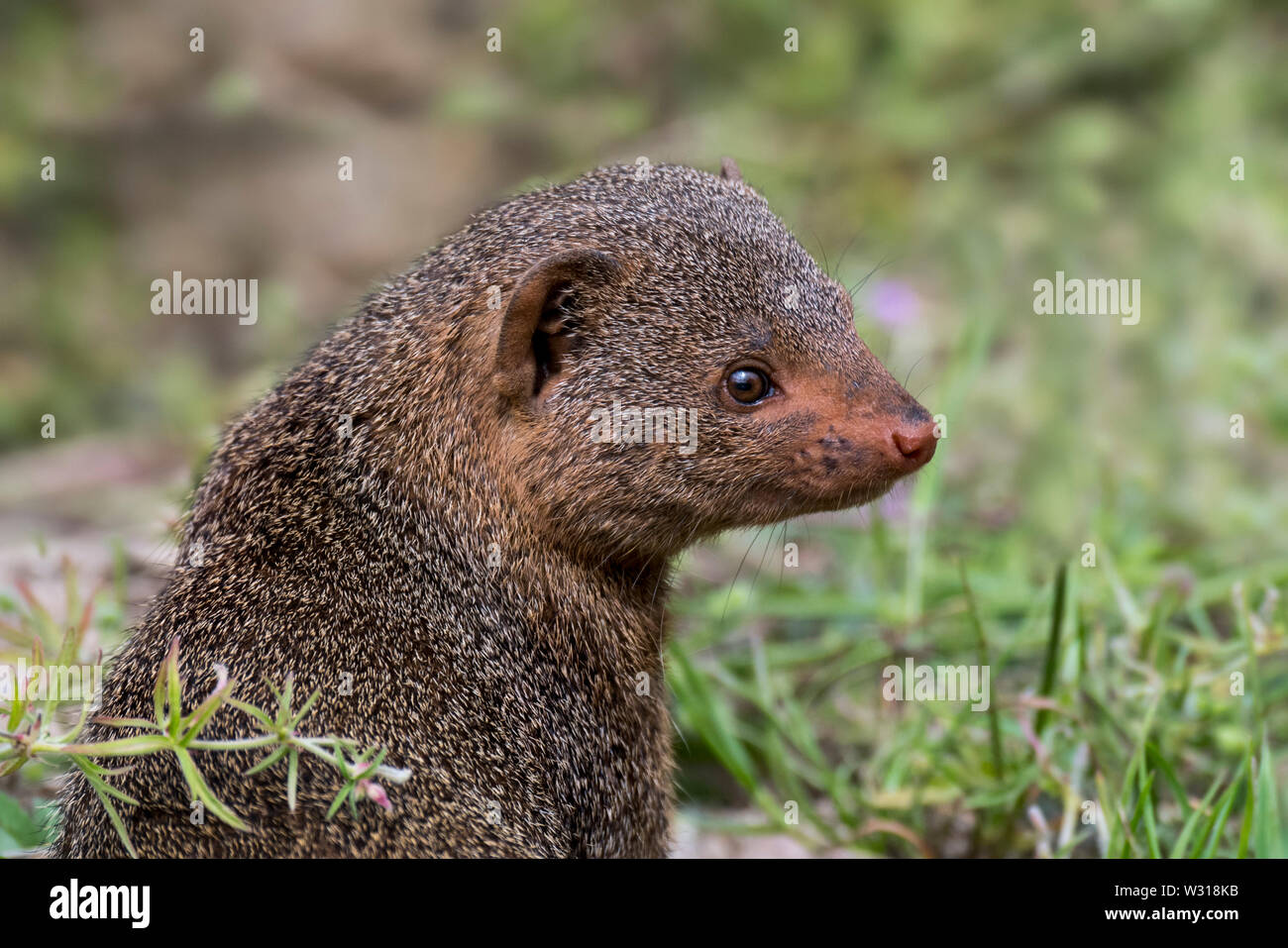 Gemeinsame dwarf Mongoose (Helogale parvula) Close-up Portrait, beheimatet in Ostafrika und im südlichen Zentralafrika Stockfoto