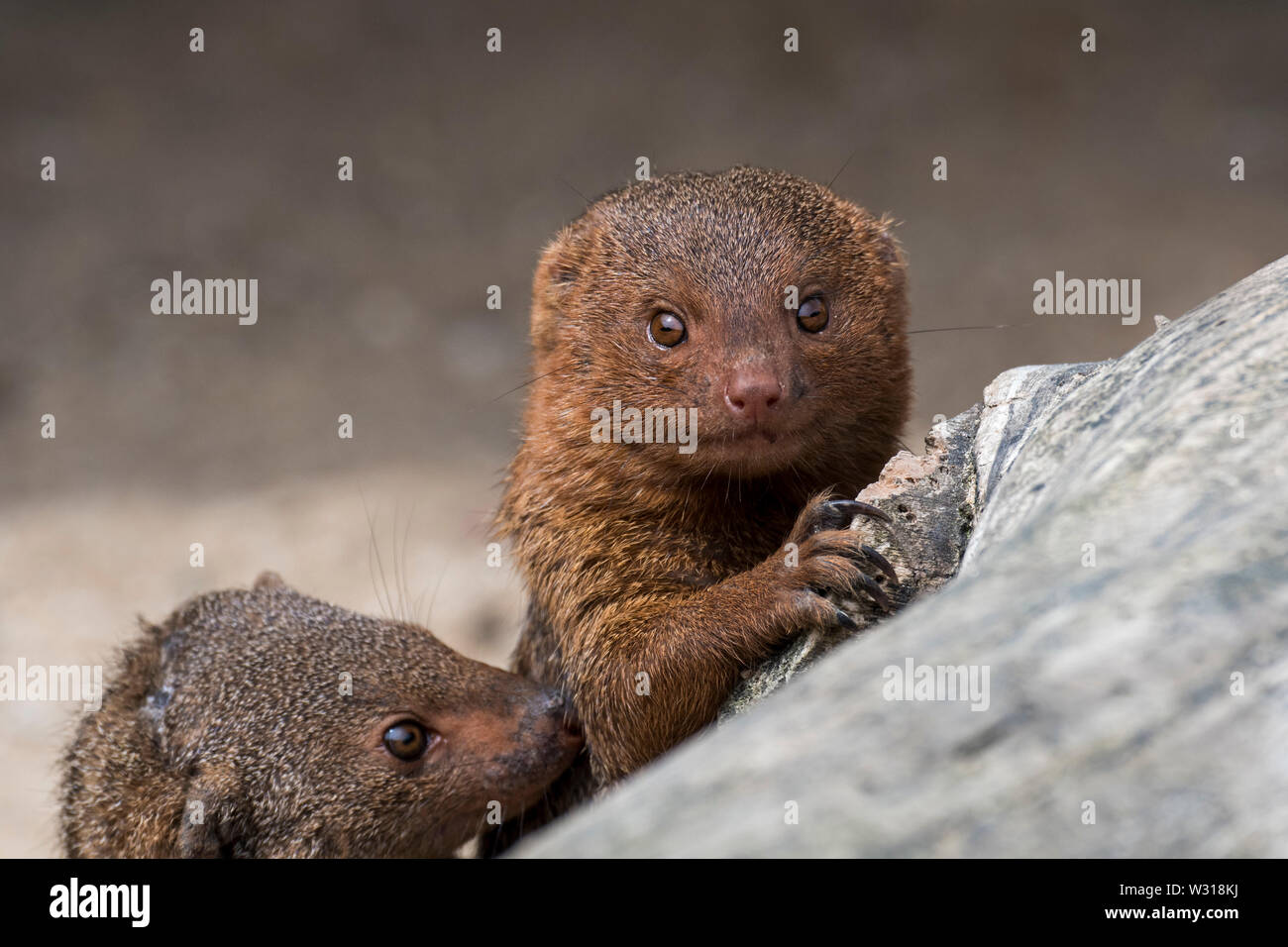 In der Nähe von zwei gemeinsamen Zwerg Mangusten (Helogale parvula) native auf dem Östlichen und Südlichen Zentralafrika Stockfoto