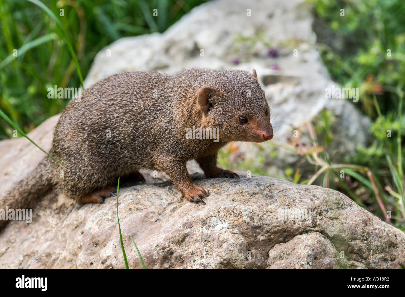 Gemeinsame dwarf Mongoose (Helogale parvula) native auf dem Östlichen und Südlichen Zentralafrika Stockfoto