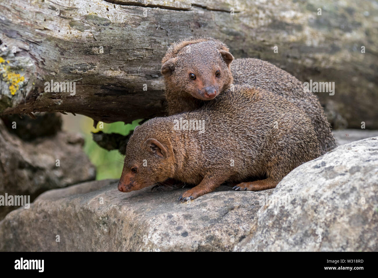 Zwei gemeinsame dwarf Mongoose (Helogale parvula) native auf dem Östlichen und Südlichen Zentralafrika Stockfoto