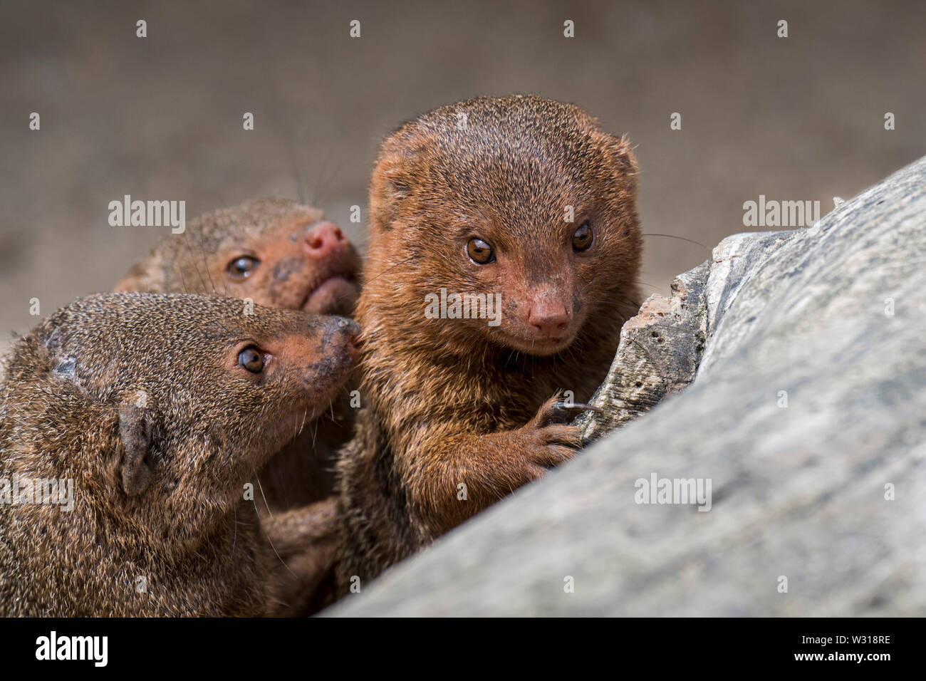 Drei gemeinsame Zwerg Mangusten (Helogale parvula) native auf dem Östlichen und Südlichen Zentralafrika Stockfoto