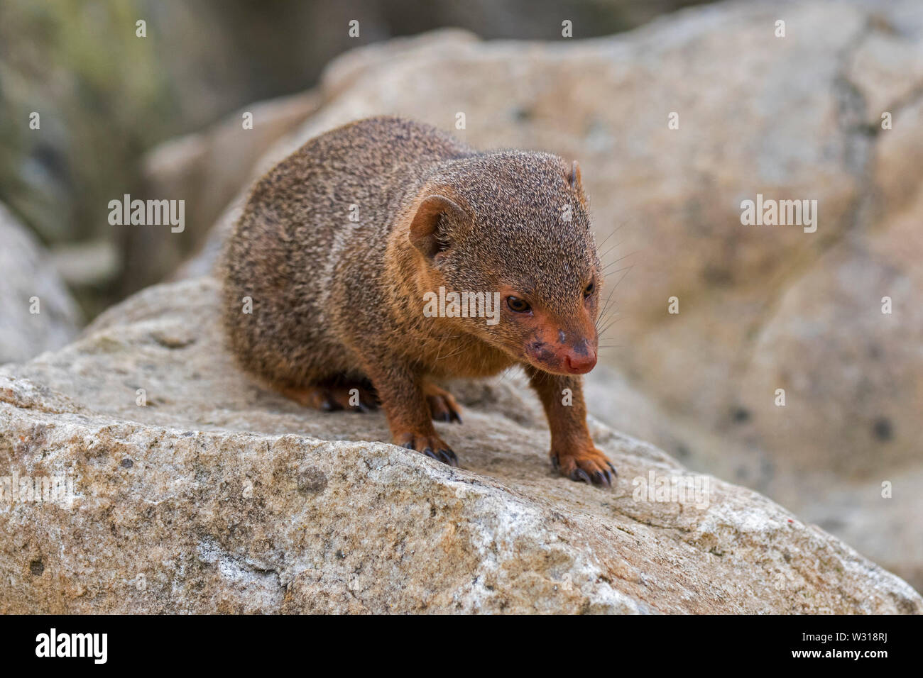 Gemeinsame dwarf Mongoose (Helogale parvula) native auf dem Östlichen und Südlichen Zentralafrika Stockfoto