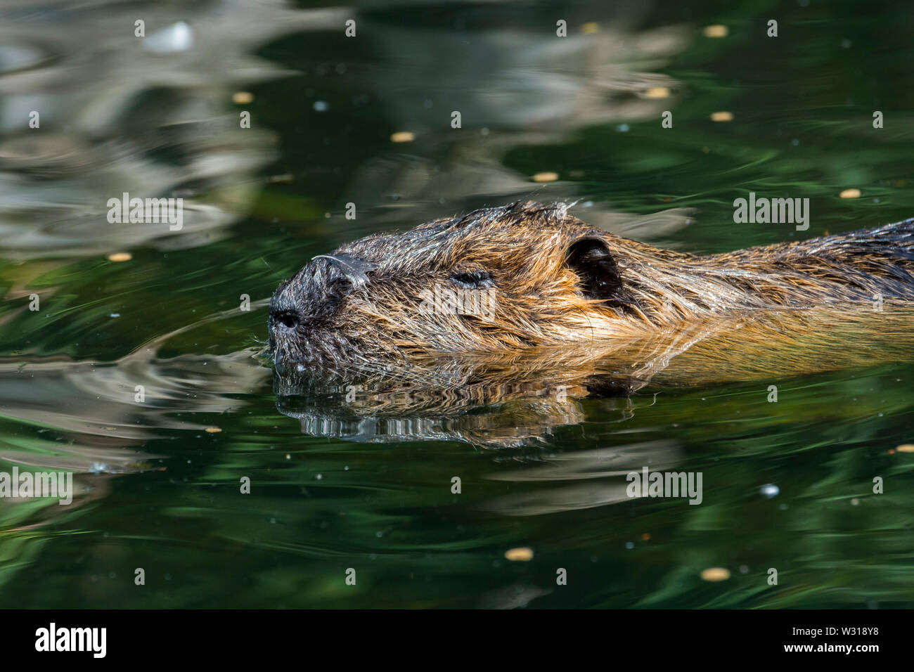 Nutrias/Nutria (Myocastor nutria) eingeführten Arten aus Südamerika, Schwimmen im Teich Stockfoto