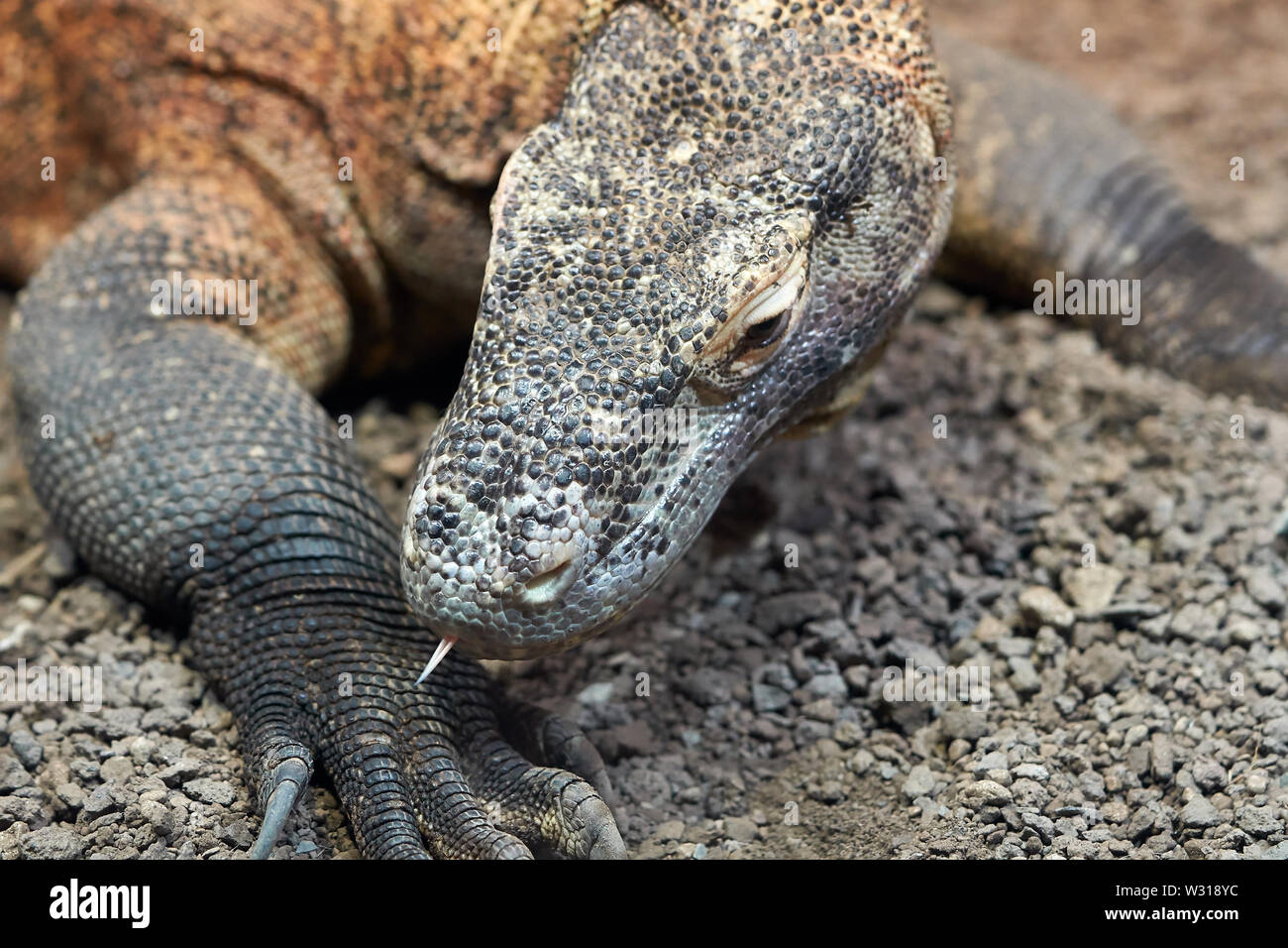 Komodo Waran (Varanus komodoensis) im Sand auf dem Weg in Indonesien Stockfoto