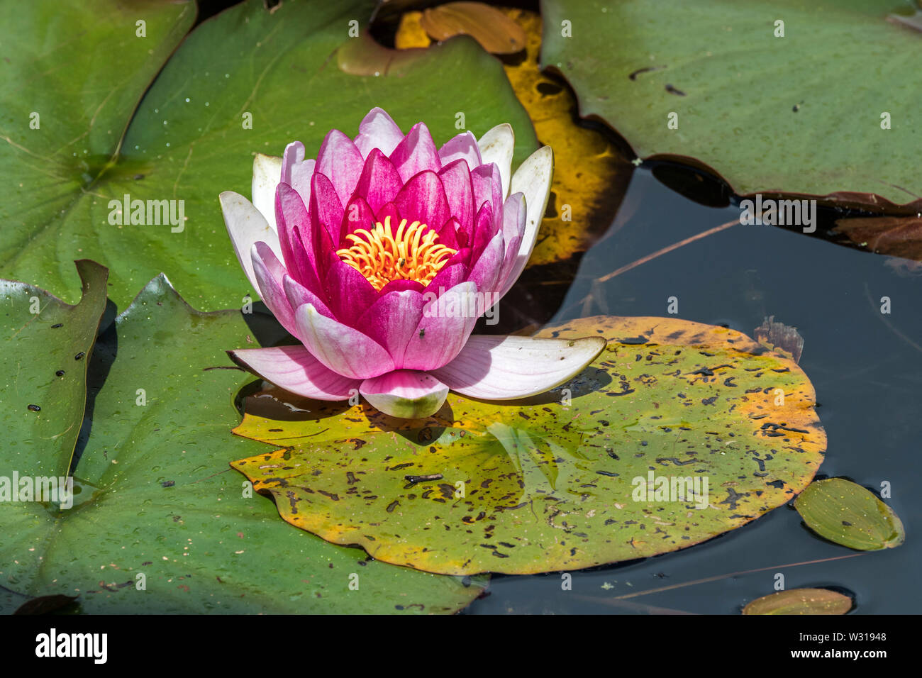 Rosa blume im teich Fotos und Bildmaterial in hoher Auflösung Alamy
