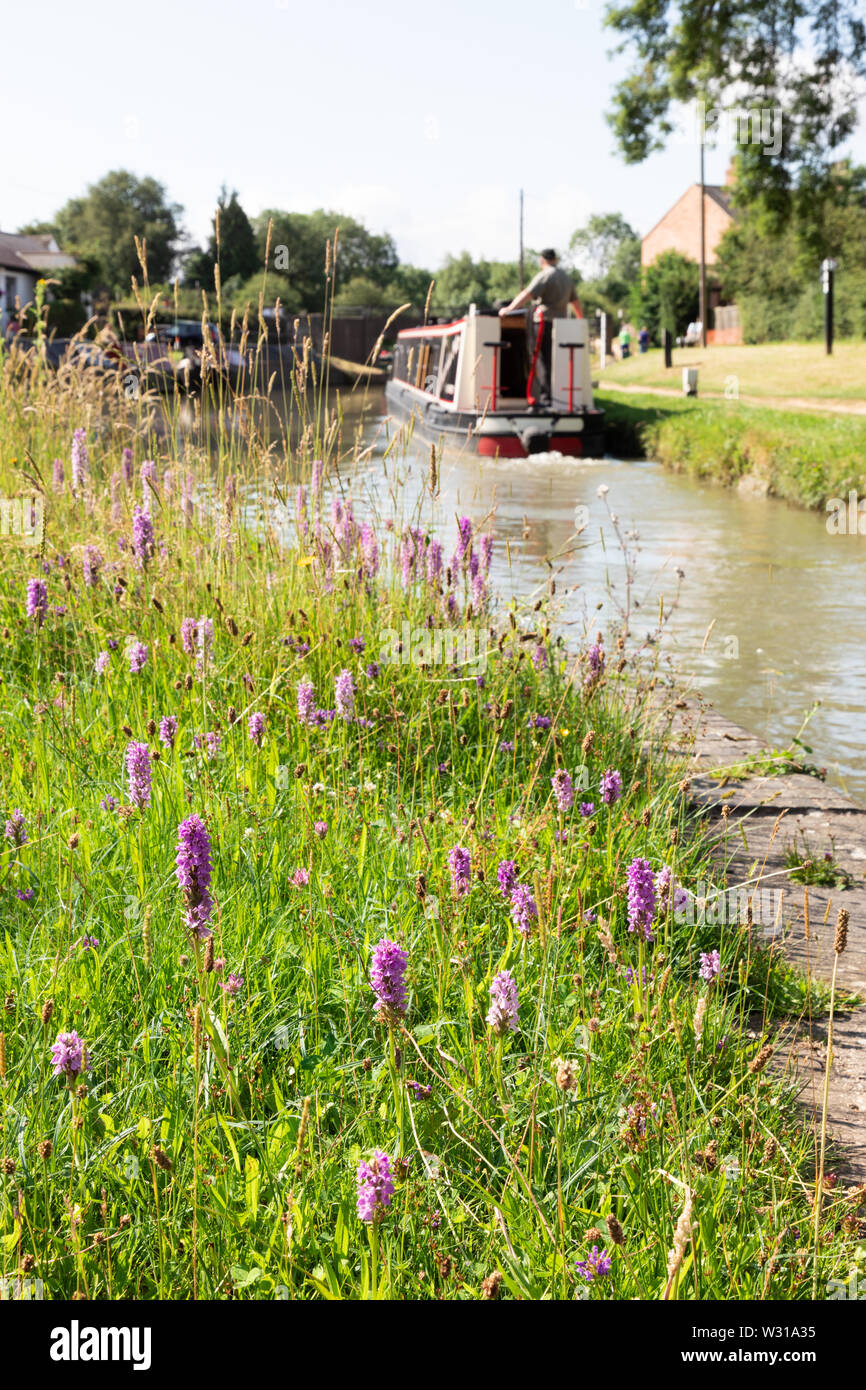 Rugby, Warwickshire, Großbritannien: Südlicher Sumpf - Orchideen in langen Gras neben einem Kanal wächst. Im Hintergrund, etwas verschwommen, ein Mann steuert einen 15-04. Stockfoto