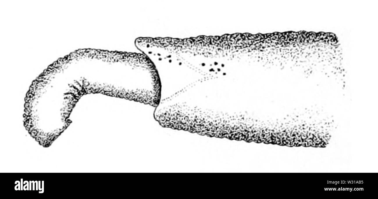 Paranemertes Dryas, auch als Rüssel (von Coe, 1901) Stockfoto