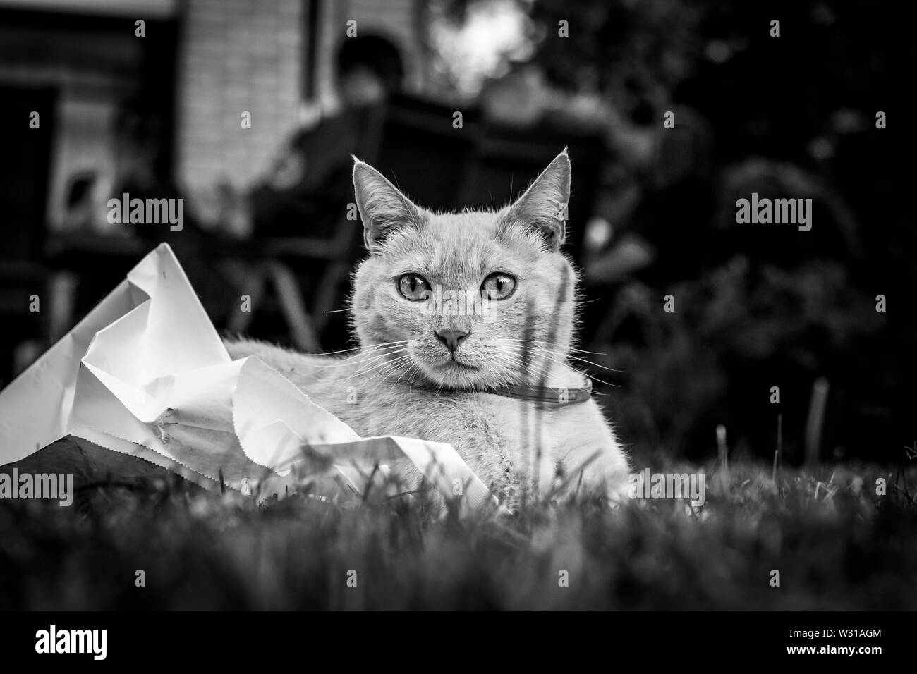 Ein Schwarz-Weiß-Porträt einer Katze ruht auf einem Stück Papier, auf dem Rasen des Gartens nach dem Spielen mit dem Stück Papier. Stockfoto