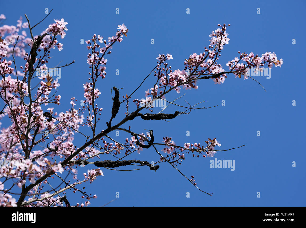 Schwarze Knoten Pilz, Dibotryon morbosum oder Apiosporina morbosa, an blühenden Pflaumenbaum Stockfoto