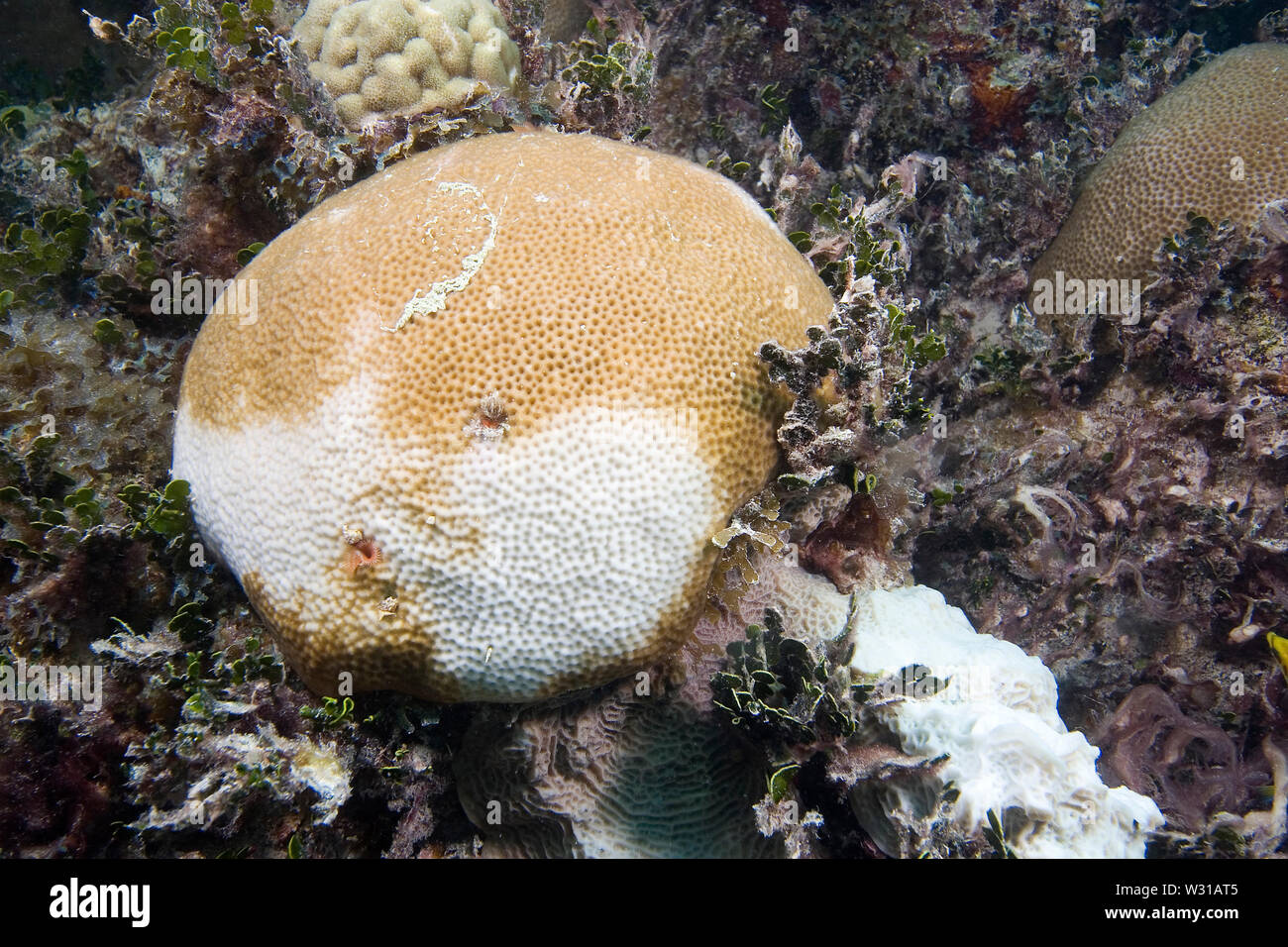 Korallenbleiche unter Wasser im Florida Keys National Marine Sanctuary, Florida Stockfoto