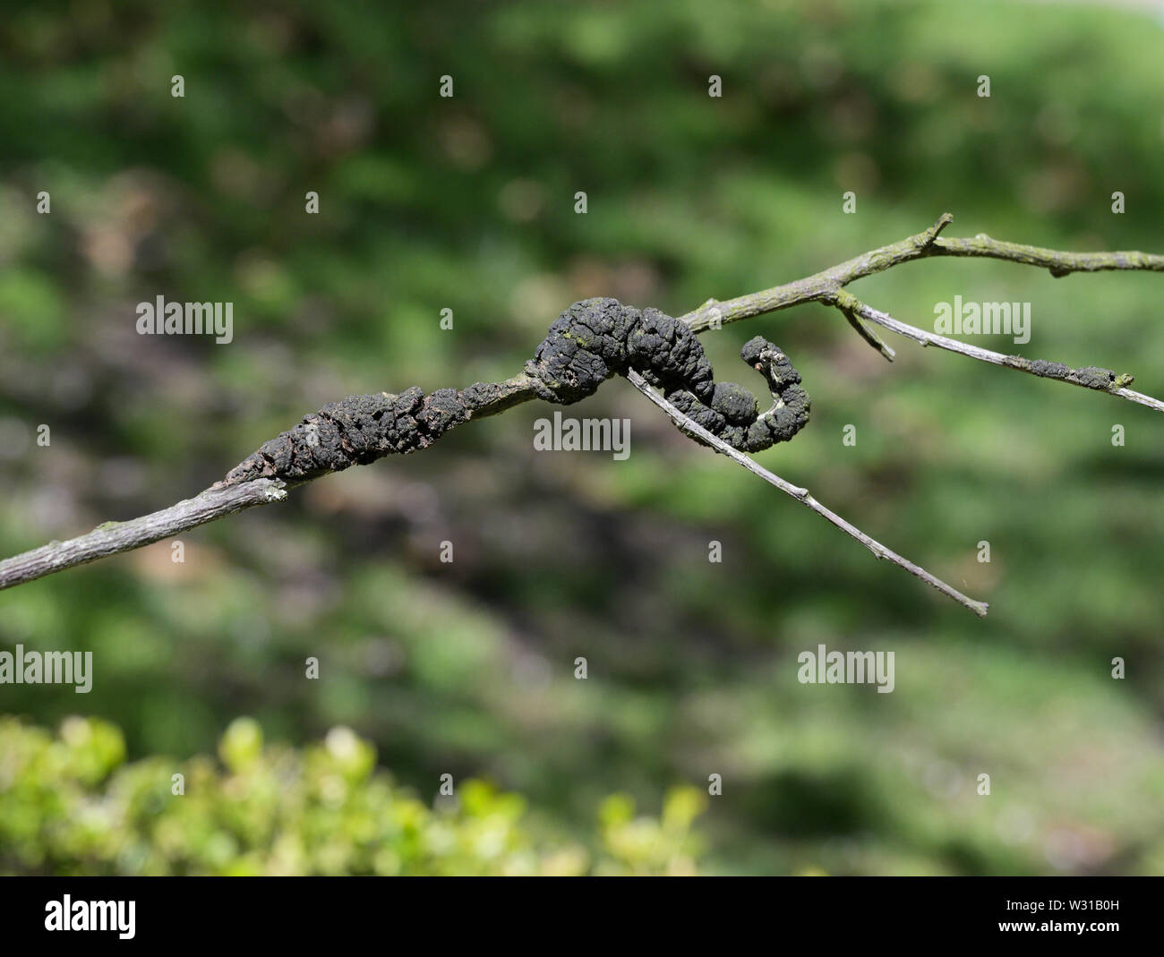 Schwarze Knoten Pilz, Dibotryon morbosum oder Apiosporina morbosa, Plum tree branch Stockfoto