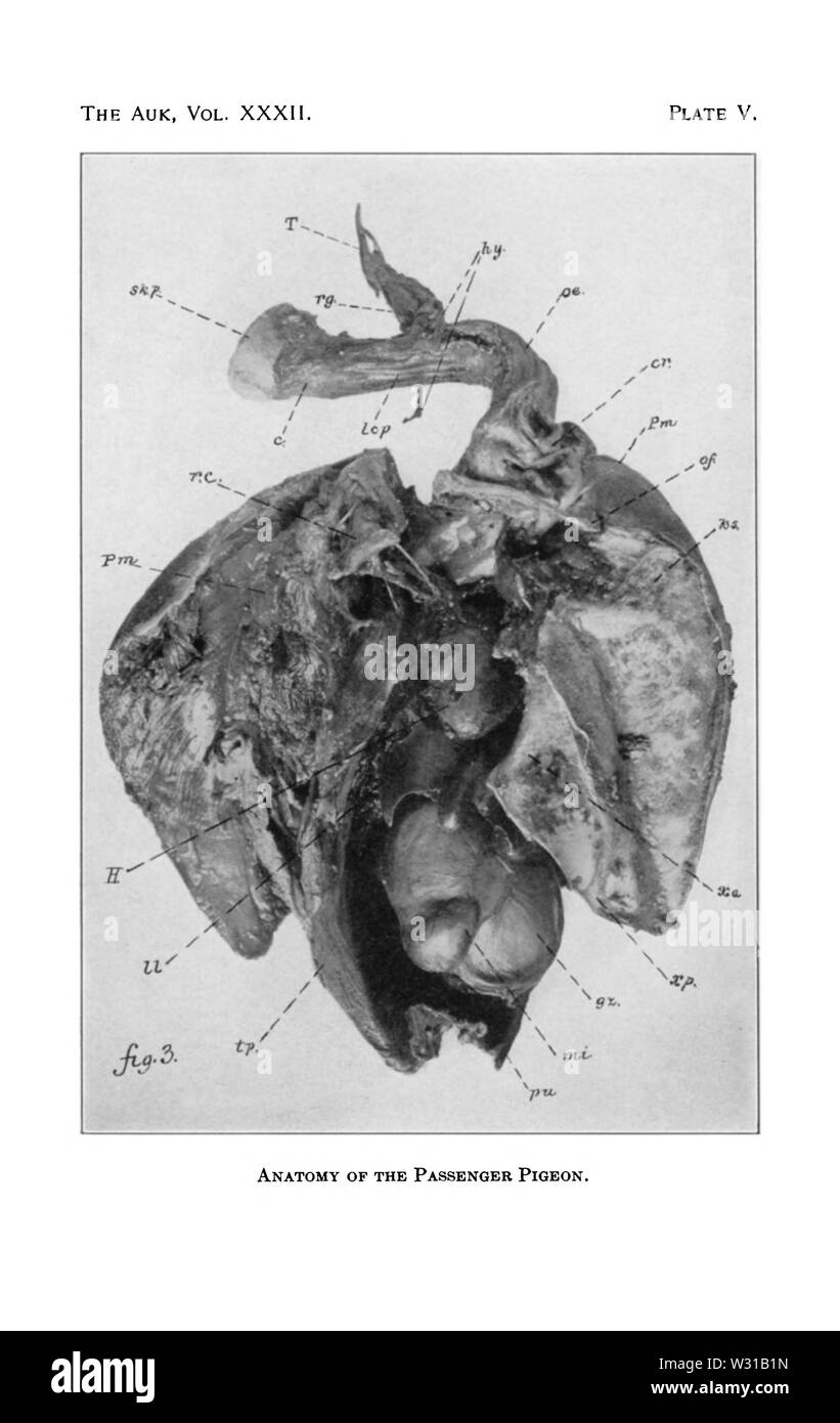 Passenger Pigeon Anatomie 2. Stockfoto