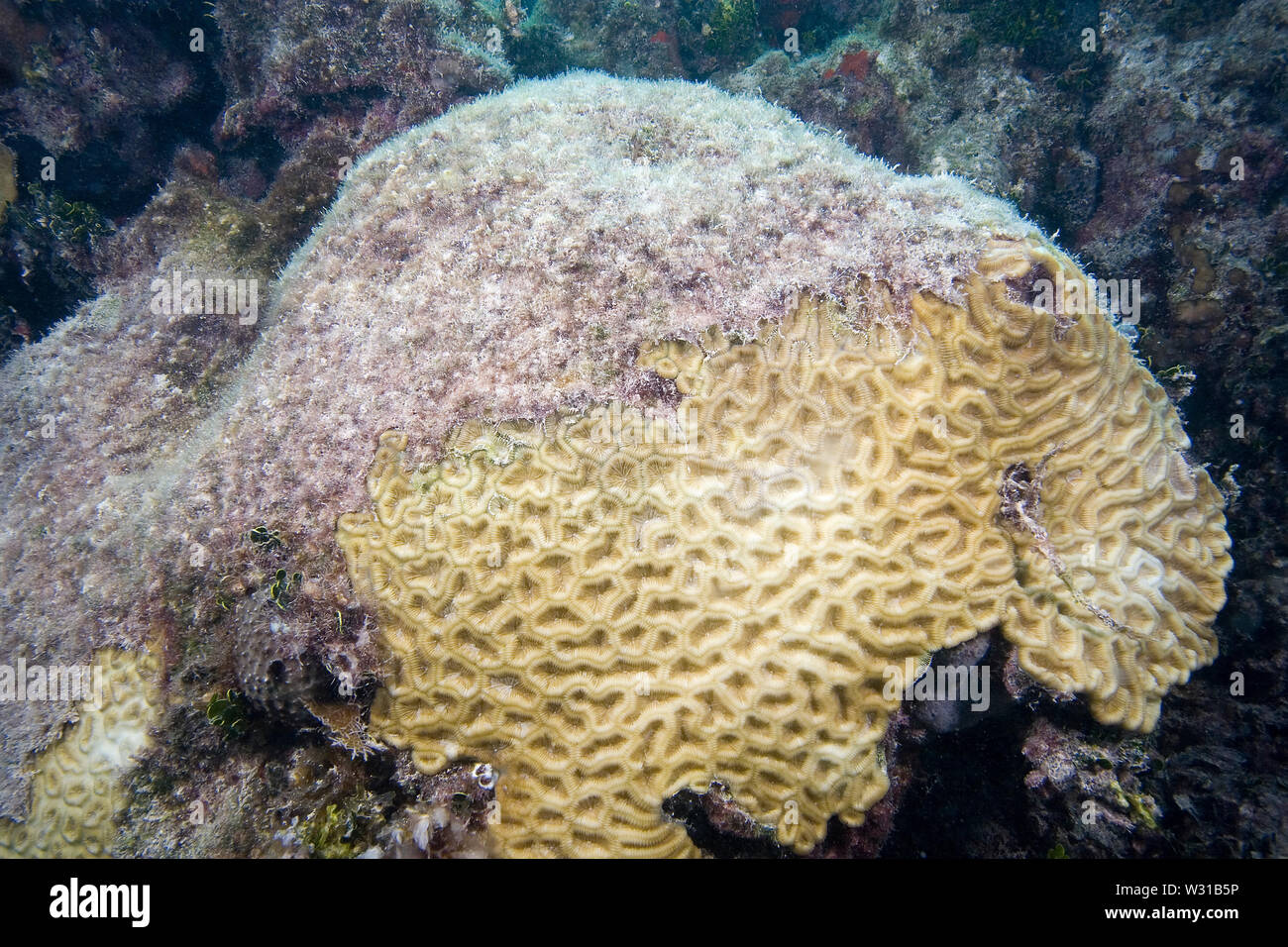 Kranke Coral, Florida Keys National Marine Sanctuary, Florida Stockfoto