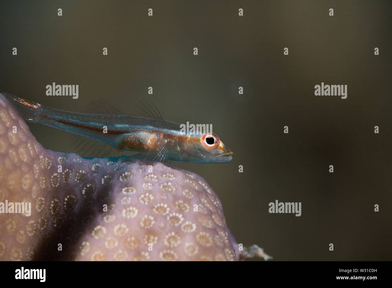Makro Foto einer Gemeinsamen ghostgoby (Pleurosicya Mossambica) Fisch thront auf einer harten Korallen hautnah. Stockfoto