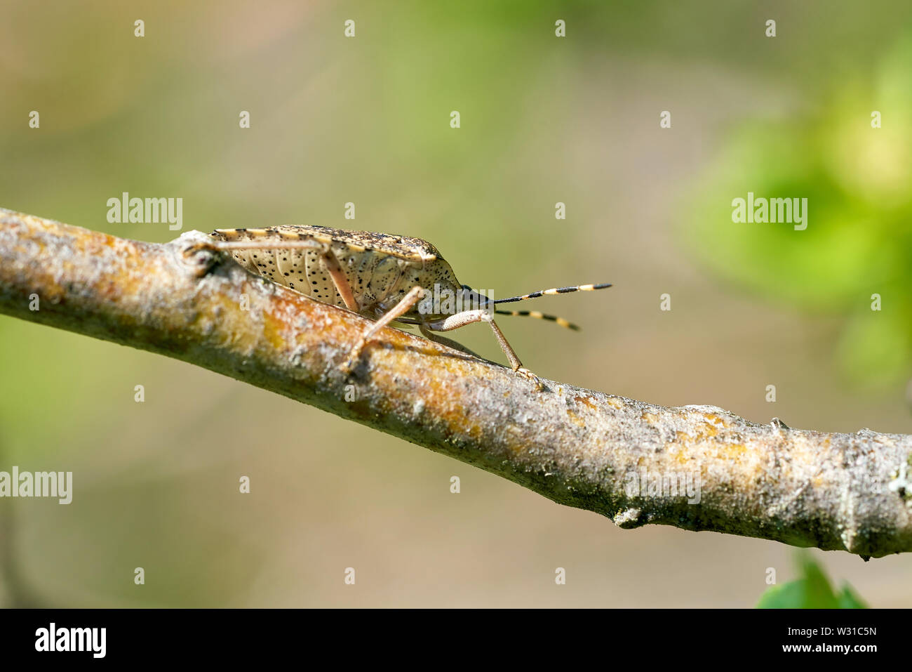 Fleckige shield Bug (Rhaphigaster Nebulosa) auf einem Zweig im Frühjahr Stockfoto