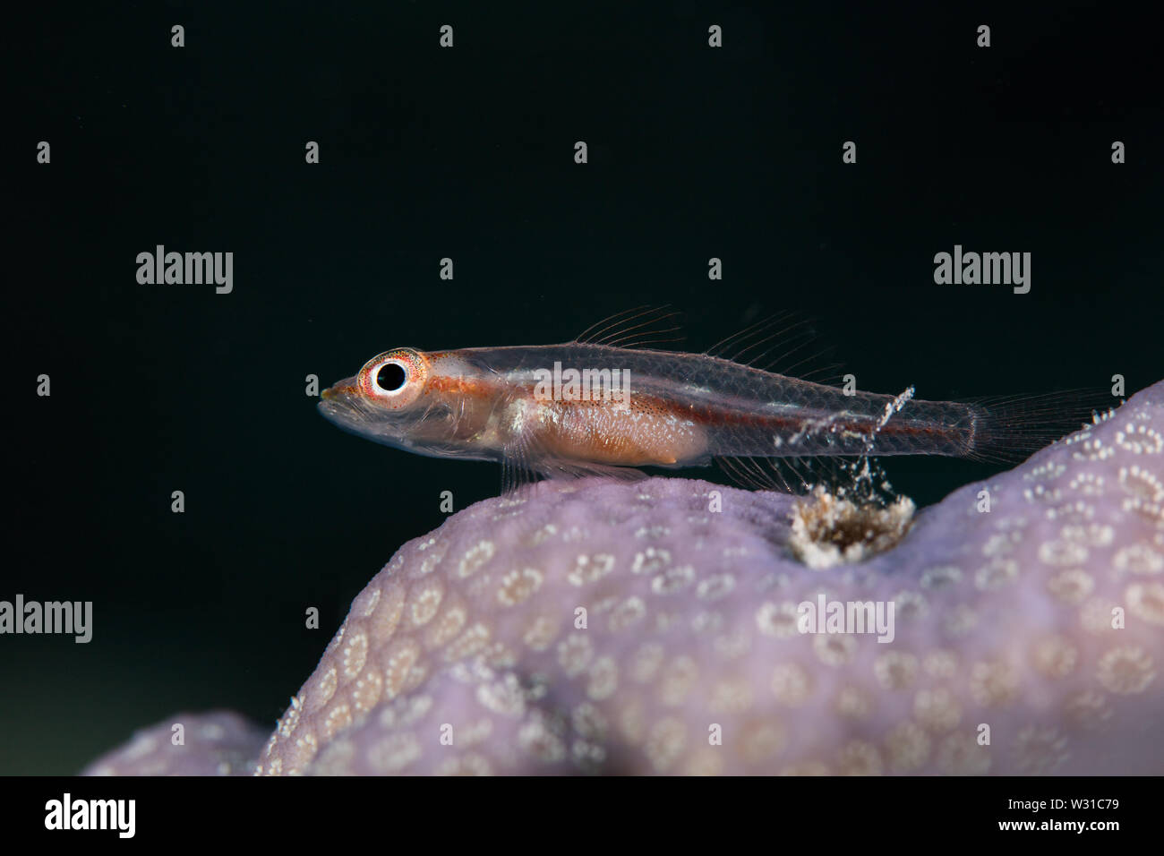 Makro Foto einer Gemeinsamen ghostgoby (Pleurosicya Mossambica) Fisch thront auf einer harten Korallen hautnah. Stockfoto