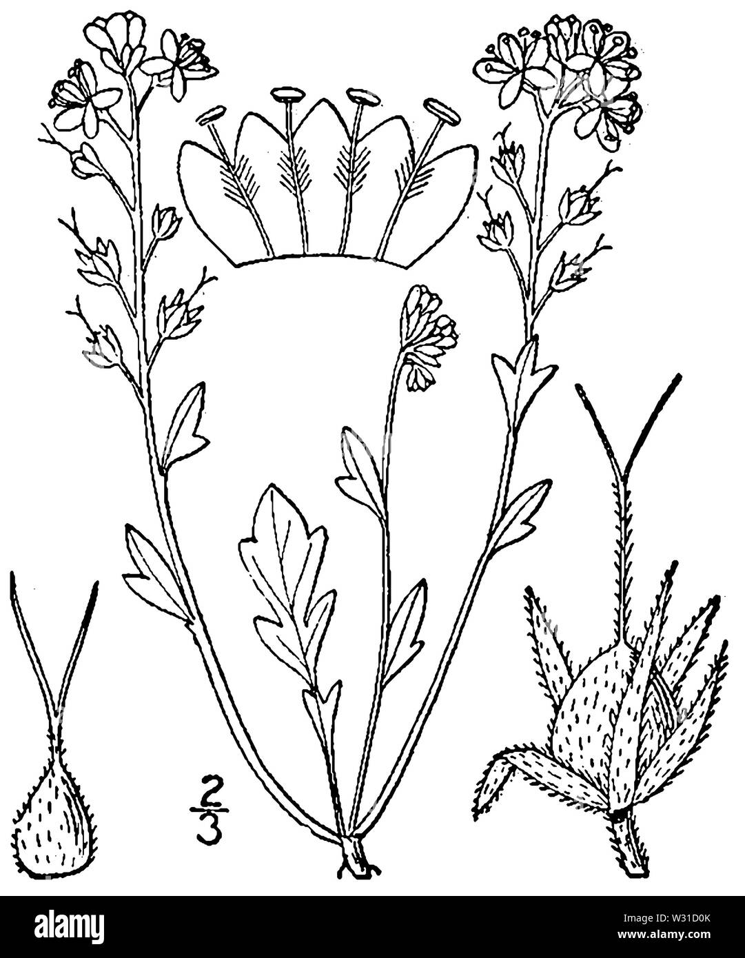 Phacelia Dubai (L) Trel-smallflower phacelia PHDU Stockfoto