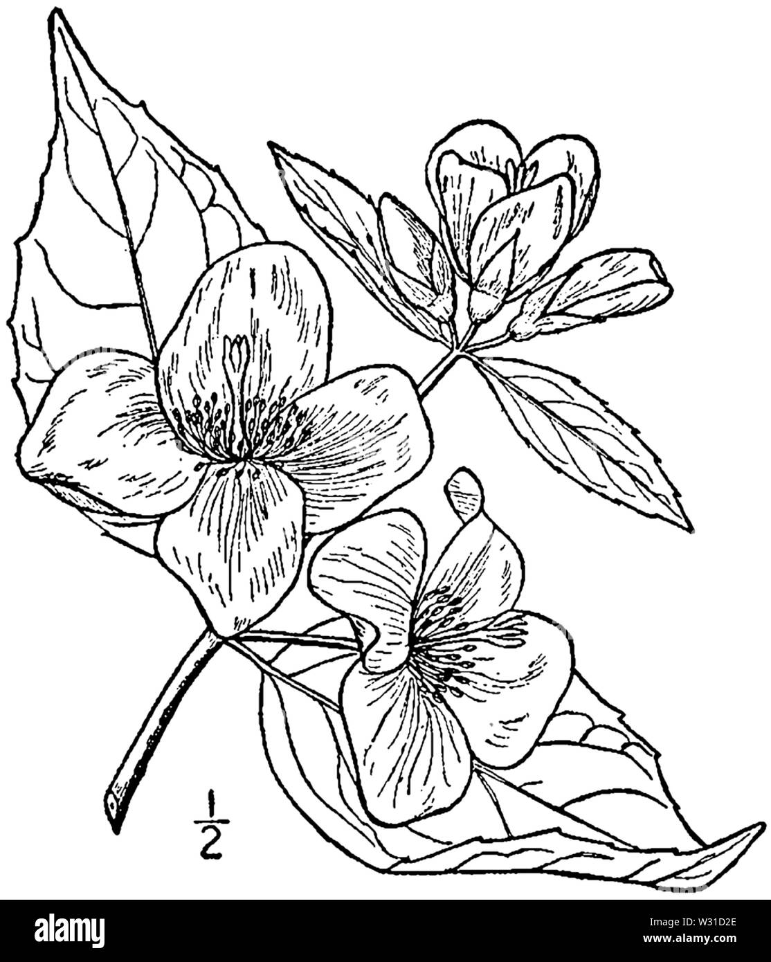 Cornus alba 'Sibirica inodorus Zeichnung 01. Stockfoto