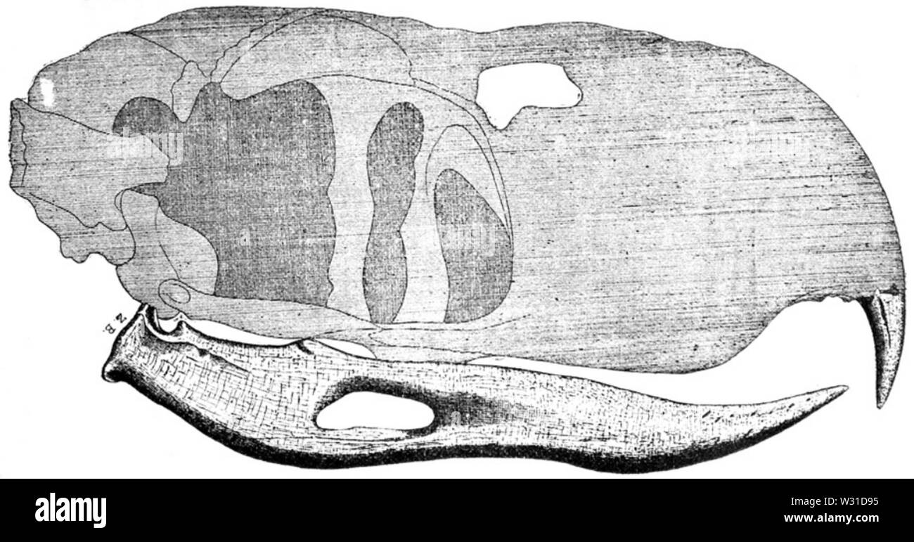 Phorusrhacos Schädel Ameghino 1895 Stockfoto