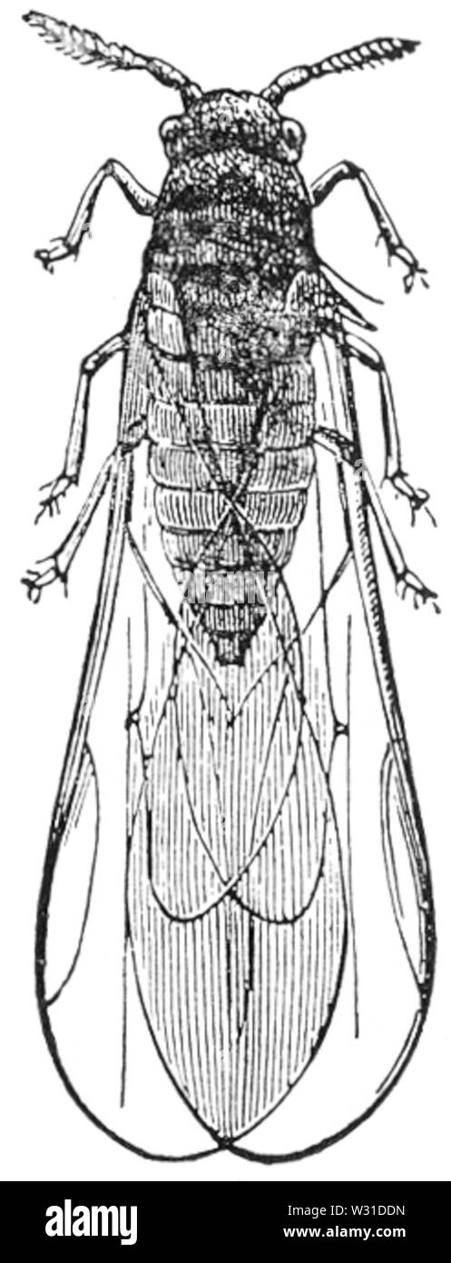 Phylloxera vastatrix Abbildung Stockfoto