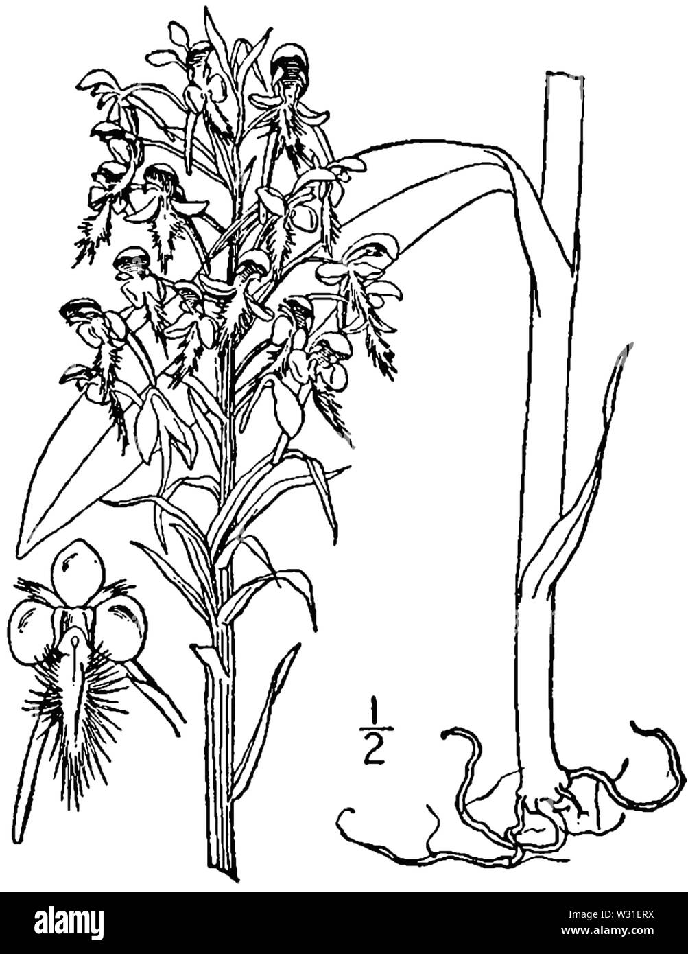 Platanthera ciliaris - linedrawing Stockfoto