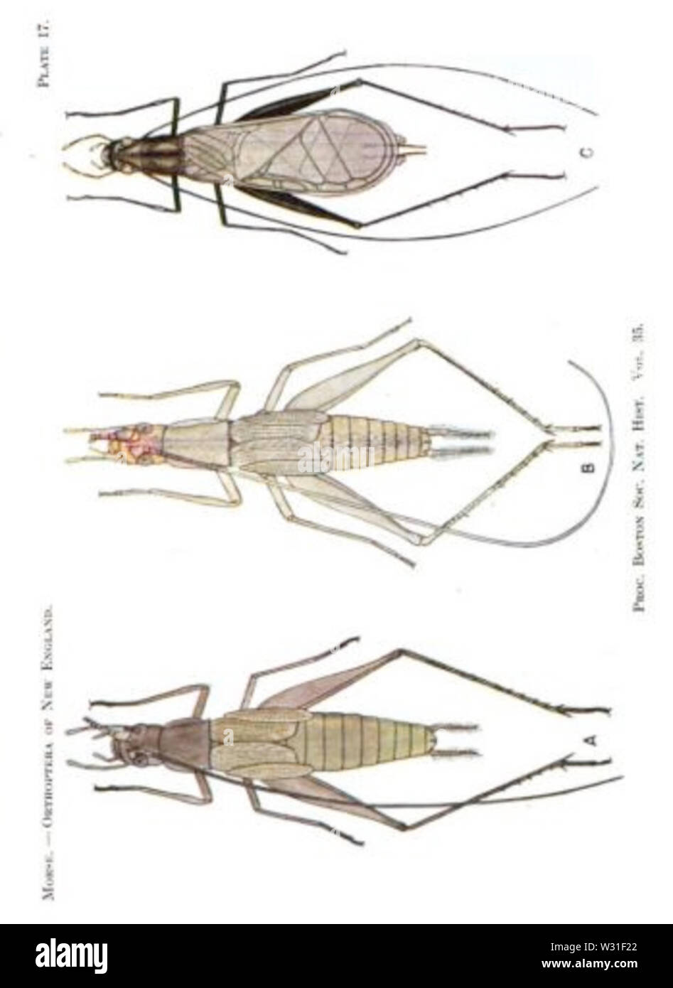 Platte 17 BSNH Verfahren 1920 Stockfoto