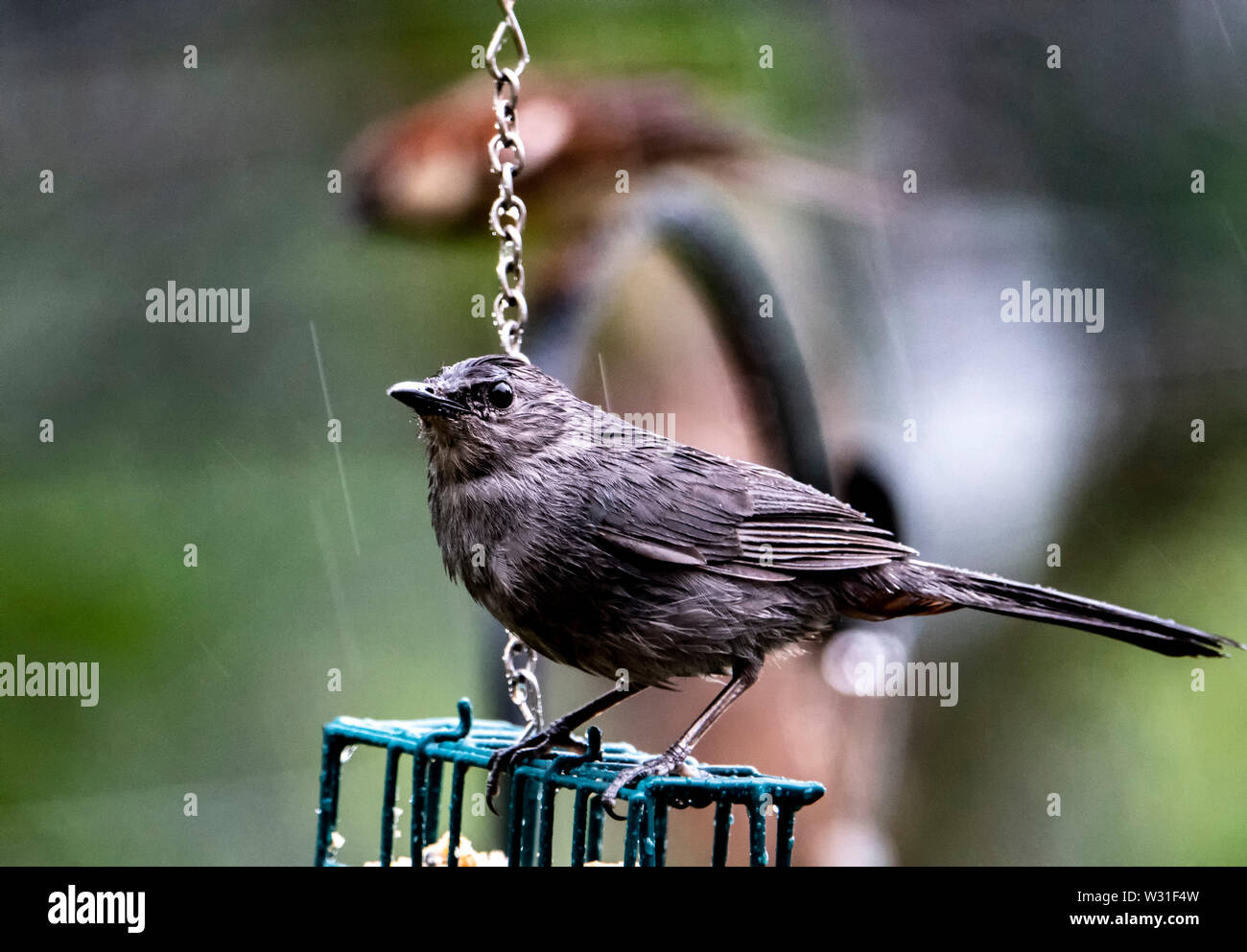 Kleiner Vogel Stockfoto