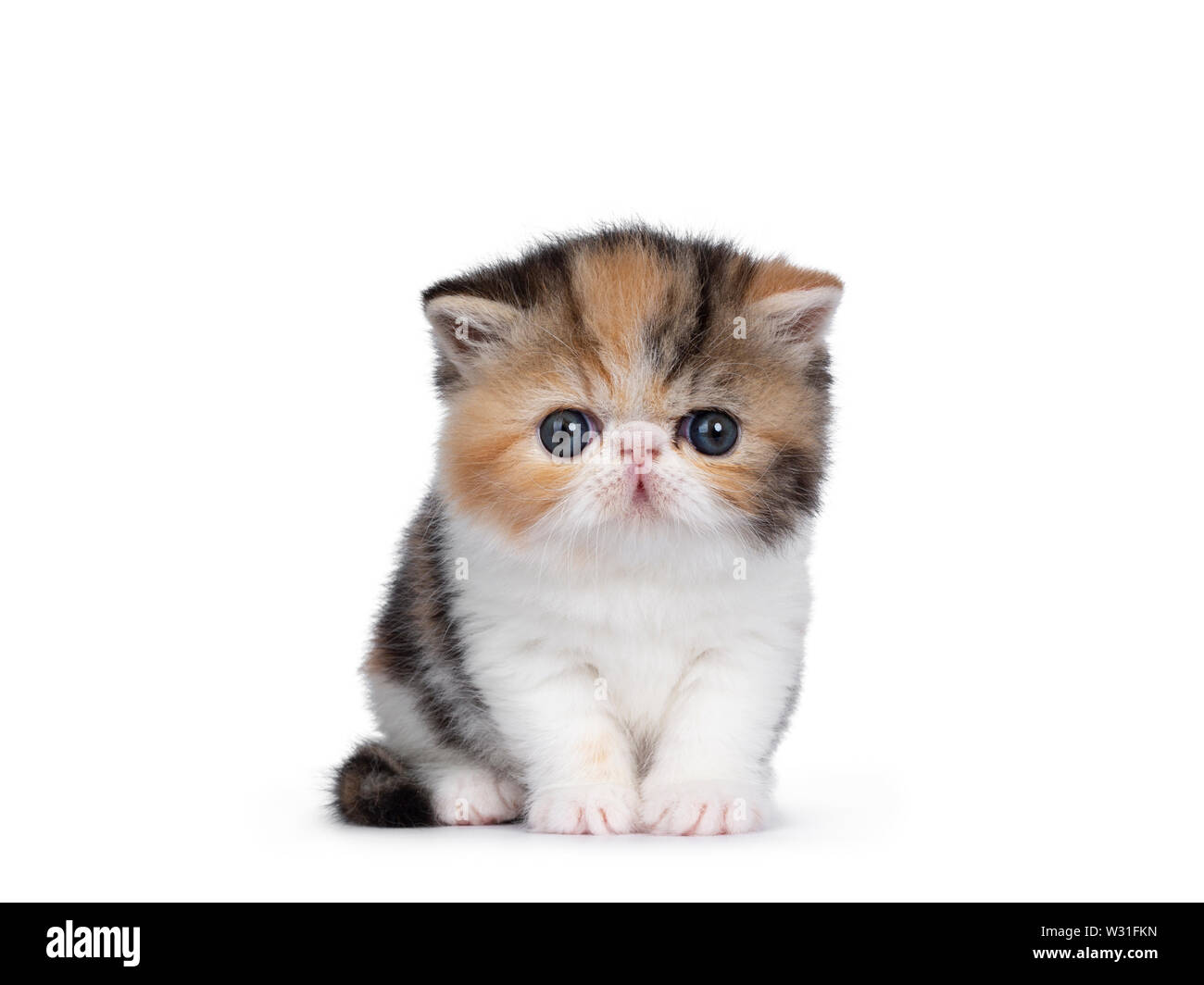 Süße kleine 4 Wochen alte Exotic Shorthair kitten, sitzen gerade nach oben. Auf Kamera mit blauen Augen. Auf weissem Hintergrund. Stockfoto