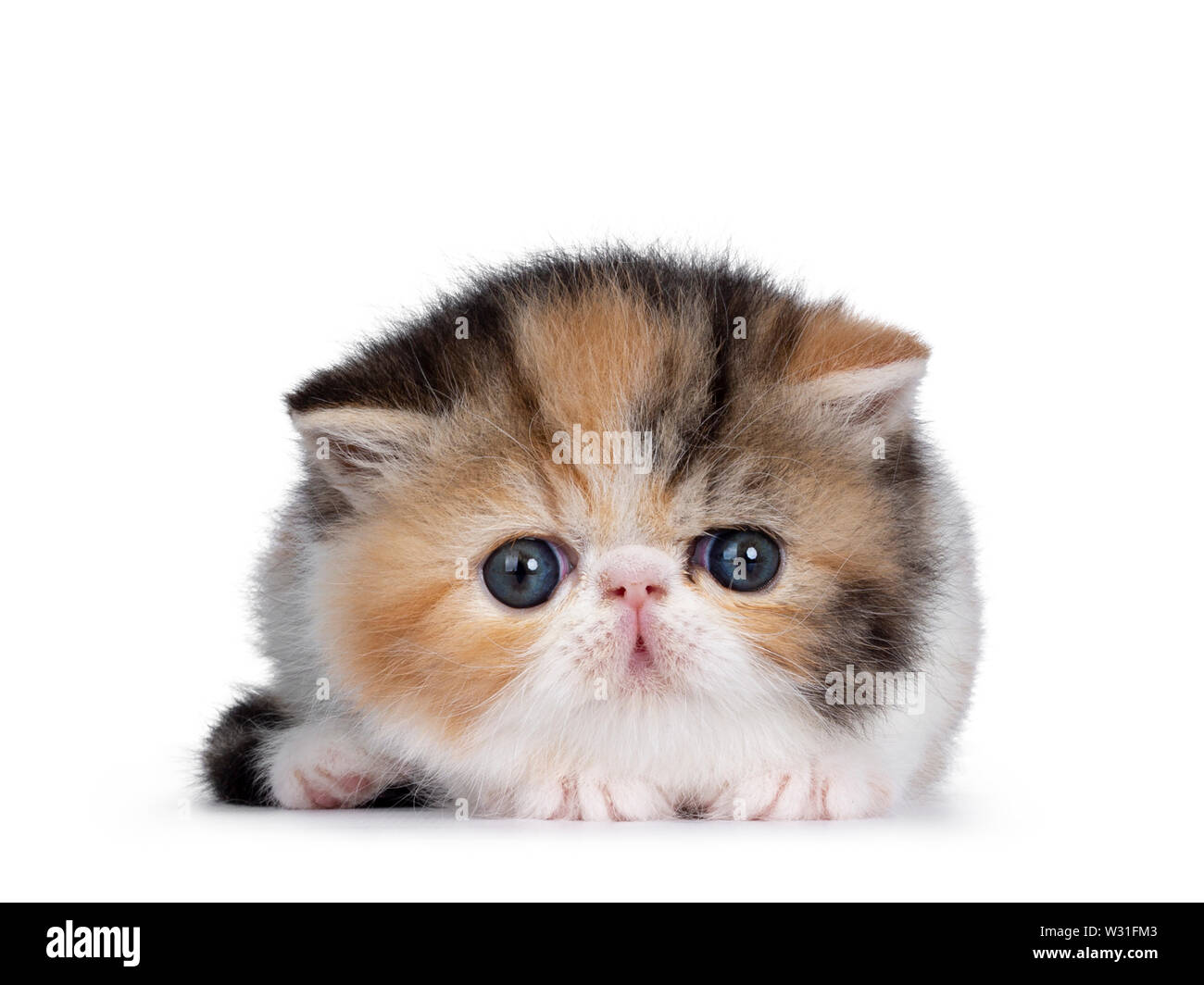 Süße kleine 4 Wochen alte Kätzchen, Exotic Shorthair zur Festlegung nach vorne an der Kamera mit blauen Augen. Auf weissem Hintergrund. Stockfoto